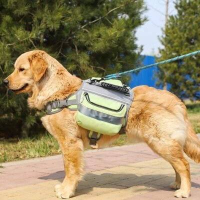 bb322a41-9fcc-4433-99e1-8d5d71e3d300.jpg Golden retriever wearing a lime-green and gray backpack harness on a leash, walking on a paved path outdoors with trees in the background.