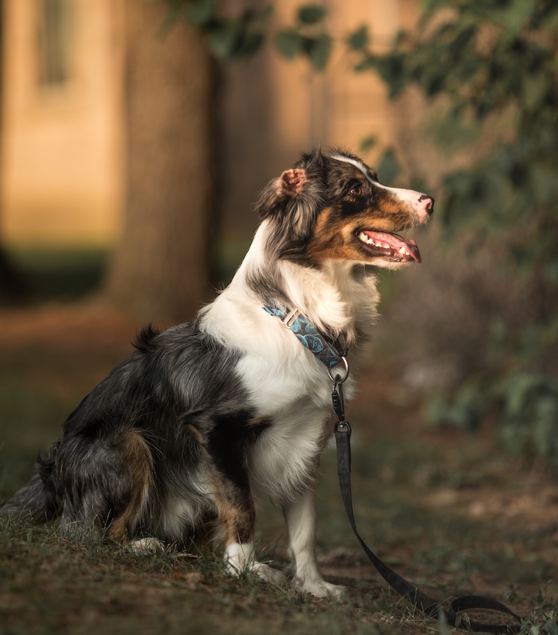 Australian shepherd mix sitting on a leash outdoors, looking to the right with a happy expression.